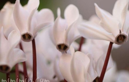 真綿色のシクラメンの花の写真