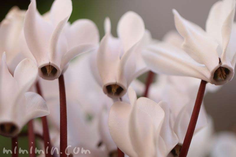 真綿色のシクラメンの花の写真