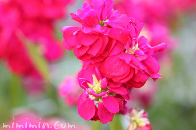 ストックの花・濃いピンク色の写真