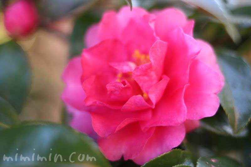 濃いピンク色の八重咲きサザンカの写真
