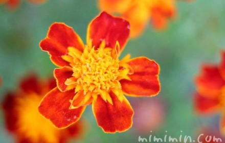 フレンチマリーゴールドの花の写真（赤×黄色）