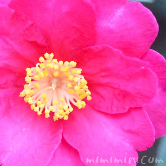 山茶花の花言葉の写真