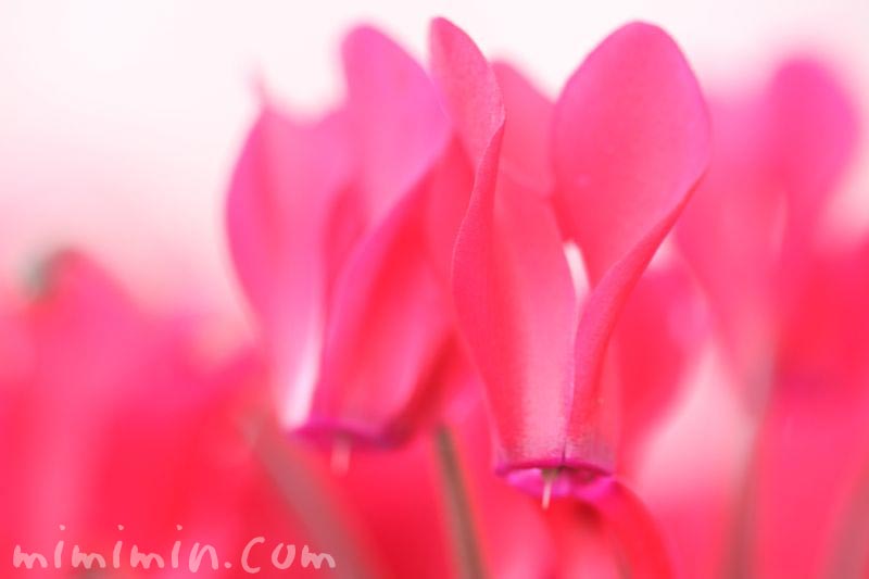 赤いシクラメンの花の写真 花言葉 シクラメンは恋の媚薬 みみみんブログ