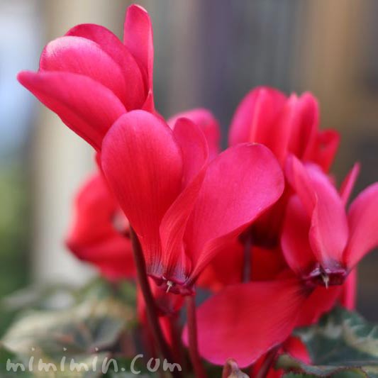 赤いシクラメンの花の写真