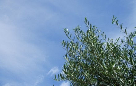 オリーブ葉の画像