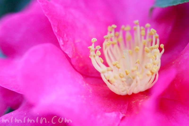 山茶花の花の写真・花言葉・誕生花の画像