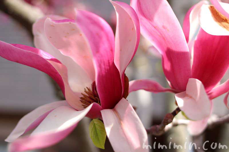 モクレン 紫木蓮 シモクレン 花の写真 花言葉 みみみんブログ