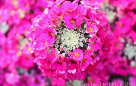 プリムラマラコイデスの花（濃いピンク）の画像