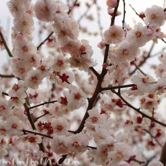 梅の花・せたがや梅まつりの写真