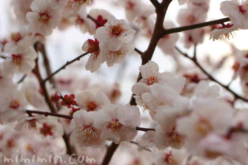 薄いピンクの梅の花・せたがや梅まつりの写真