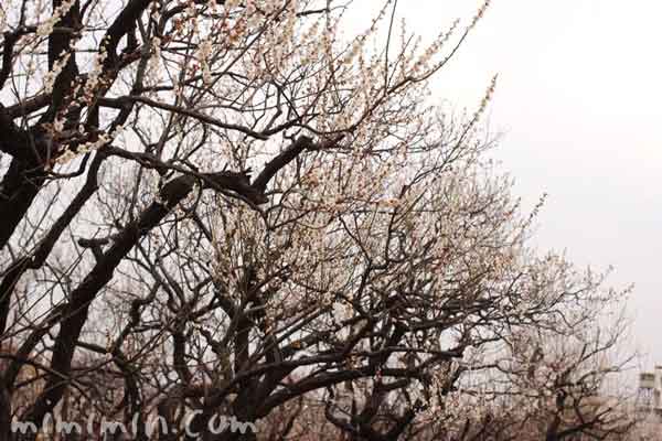 羽根木公園の梅林の画像