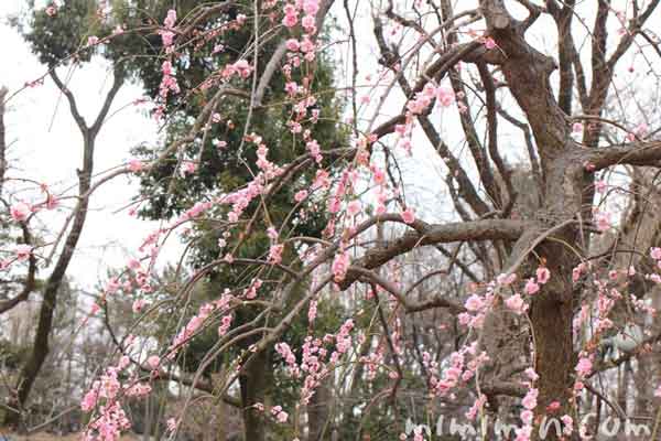 梅の花・羽根木公園の梅まつりの画像