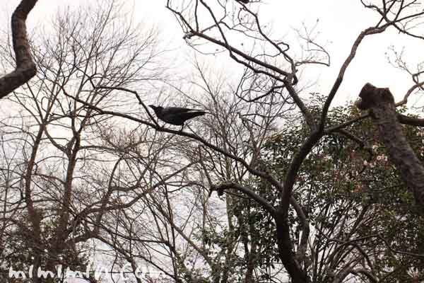 カラス・羽根木公園の写真