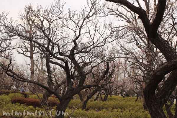 梅林 羽根木公園の画像