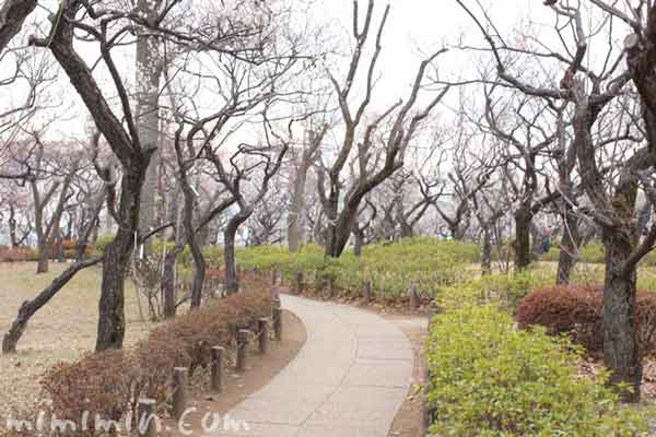 羽根木公園（梅ヶ丘）の写真