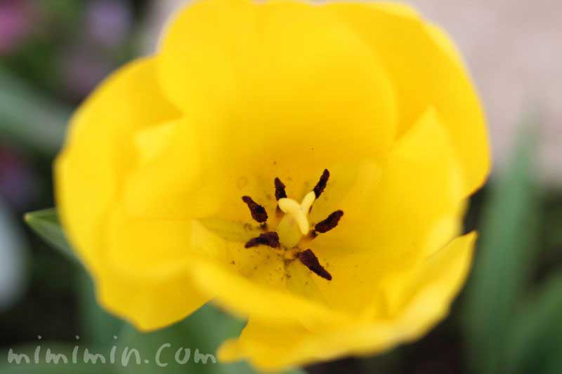 チューリップの花（黄色）の画像