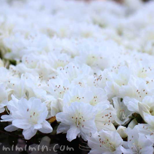 ツツジの花言葉 名前の由来 白いツツジの花の写真 みみみんブログ