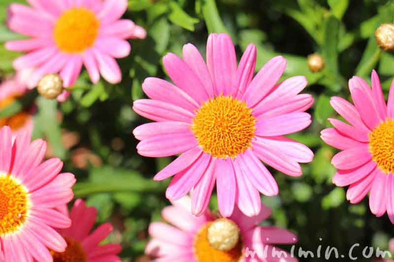 マーガレットの花の画像 ピンク色