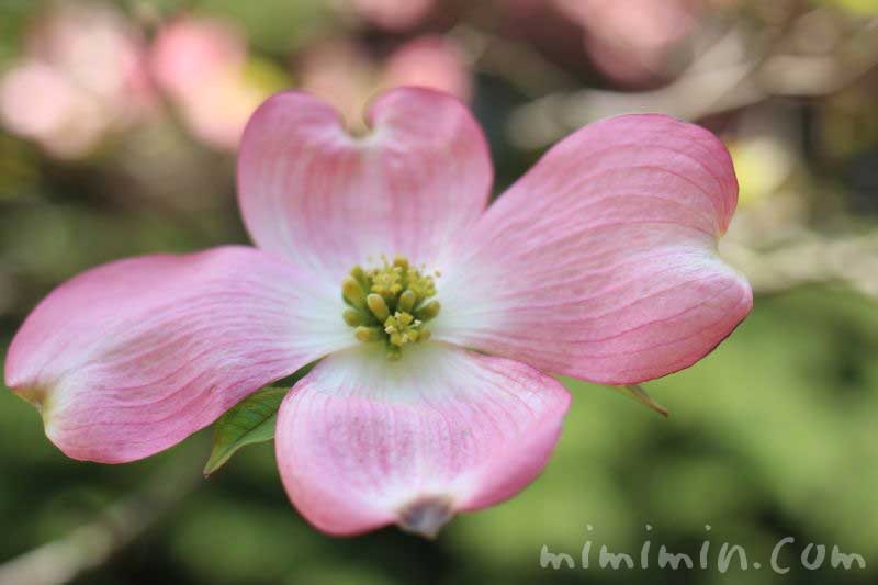 ピンクのハナミズキ（花水木）の写真