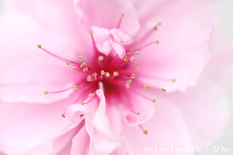 ピンクの桃の花（ハナモモ）の写真