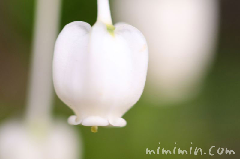 ドウダンツツジの花言葉の写真
