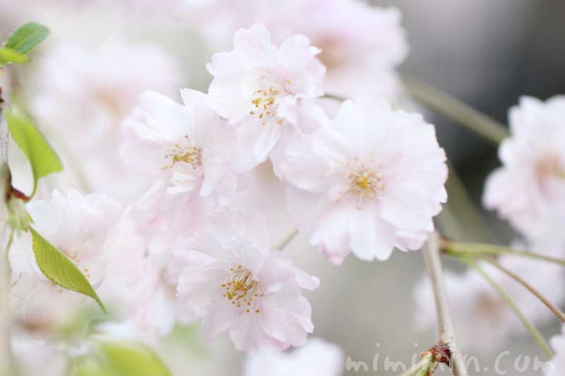枝垂れ桜 シダレザクラ 花の写真 花言葉 みみみんブログ