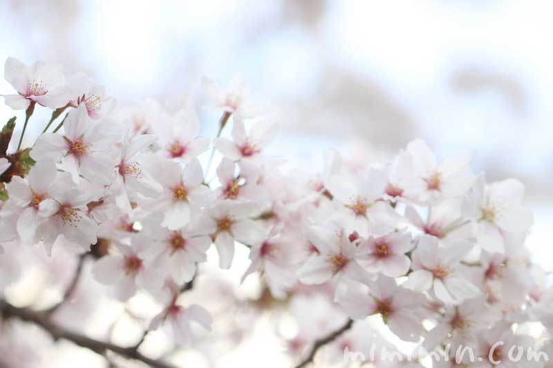 桜の花の写真・花言葉・誕生花