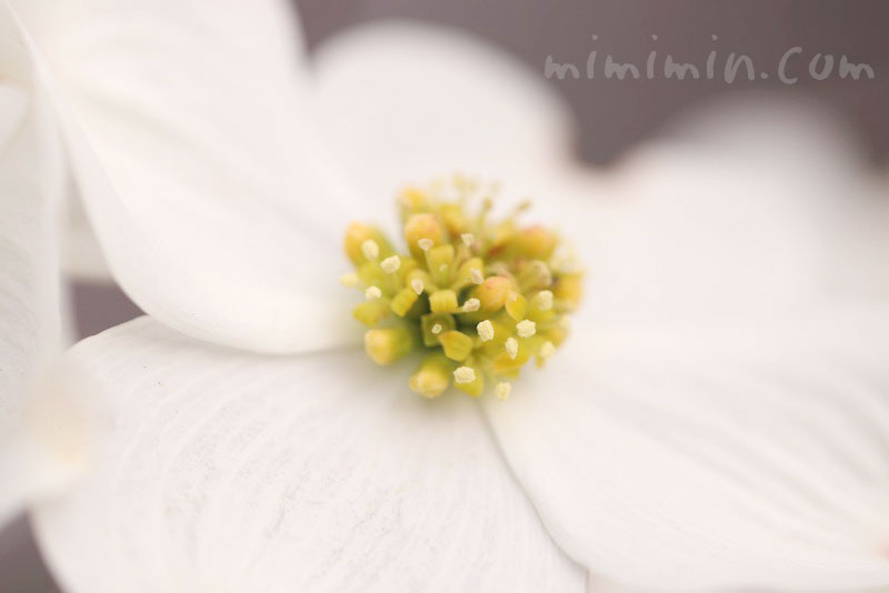 白いハナミズキの花の写真とハナミズキの花言葉