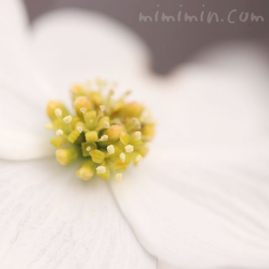 白いハナミズキの花の写真とハナミズキの花言葉の画像