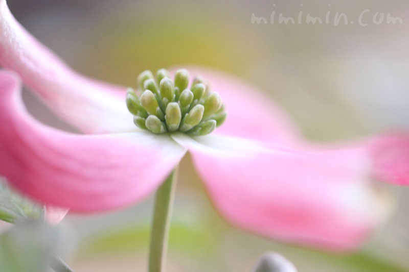 花水木（ピンク）の写真