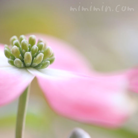 ハナミズキの花（ピンク）の画像