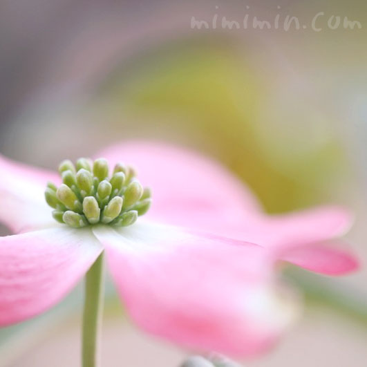 ピンク色のハナミズキ 花水木 花の写真 花言葉 みみみんブログ