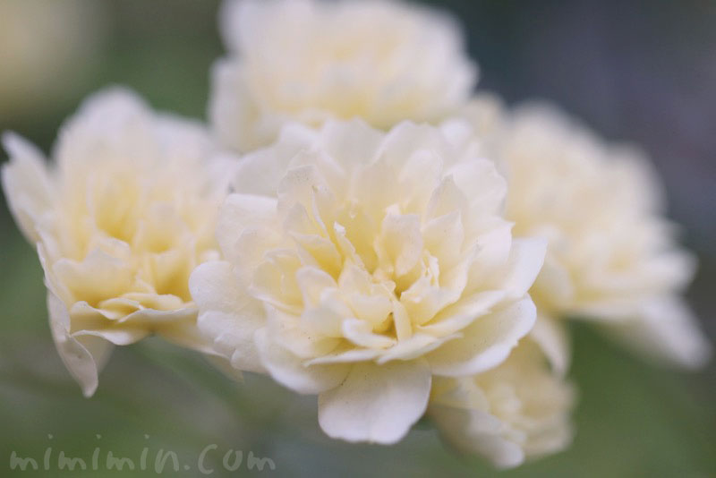 モッコウバラ（木香薔薇）