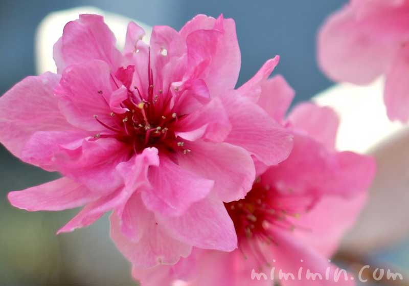モモの花 ピンクの写真