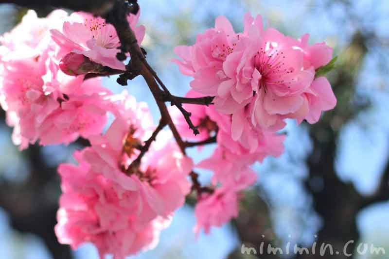 ピンク色の桃の花 の画像