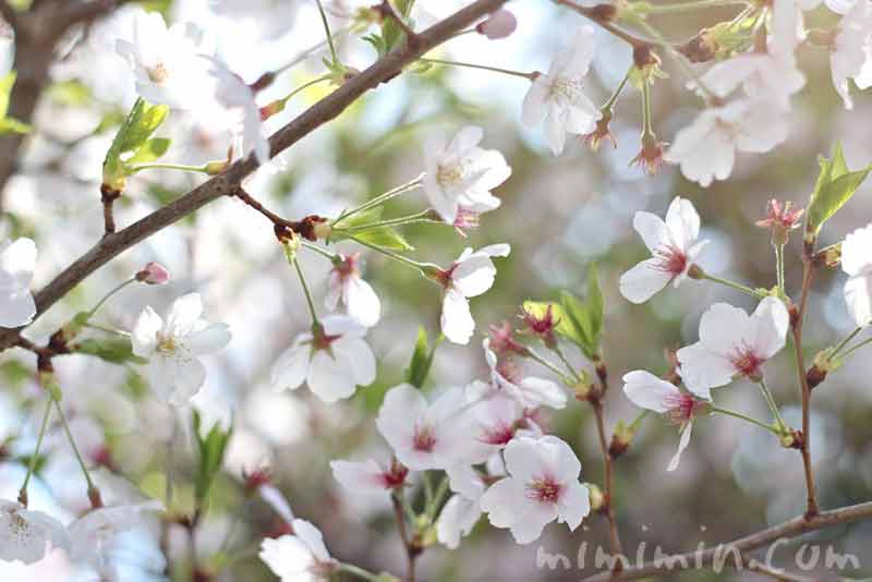 葉桜・染井吉野の花の写真