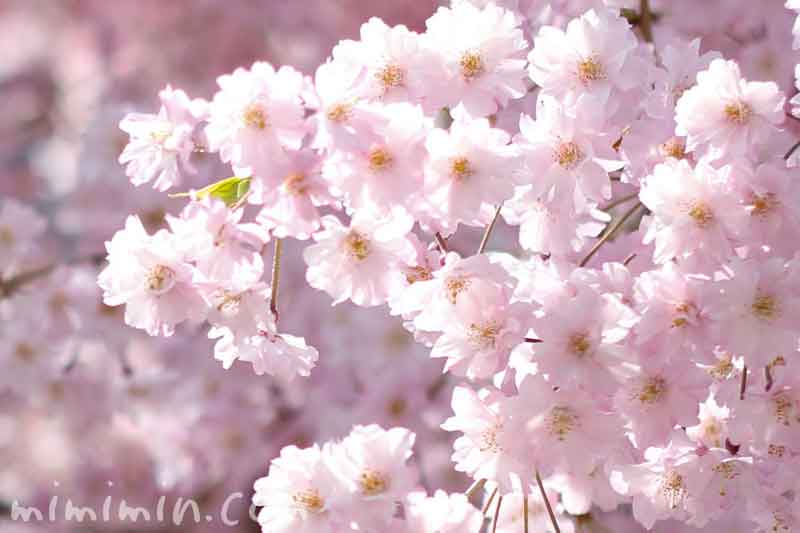 ピンクの桜（枝垂れ桜）の画像
