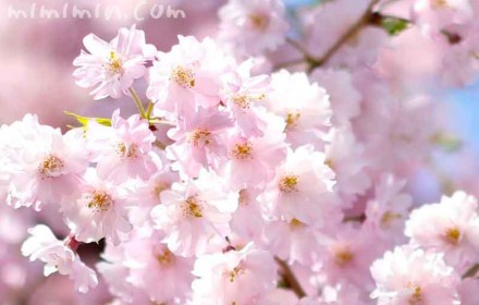 ピンクの桜（しだれ桜）の画像