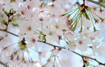 散りかけの桜の花の画像