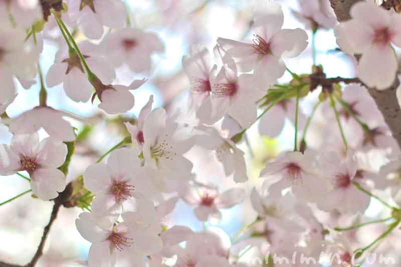 散りかけの桜（ソメイヨシノ）の画像