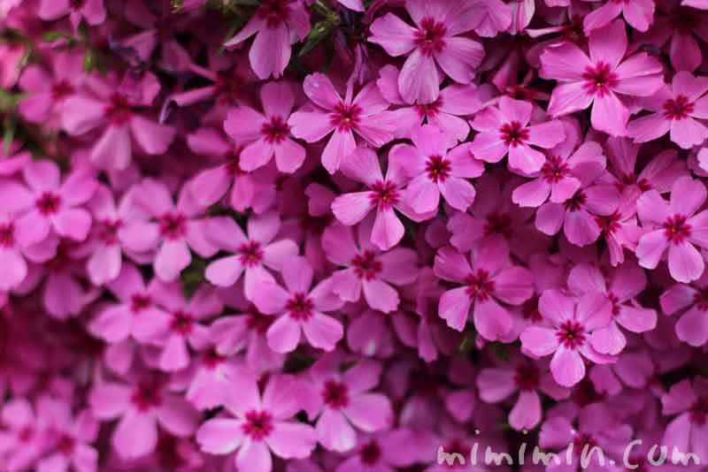 シバザクラ 芝桜 の花の写真 花言葉 名前の由来 みみみんブログ
