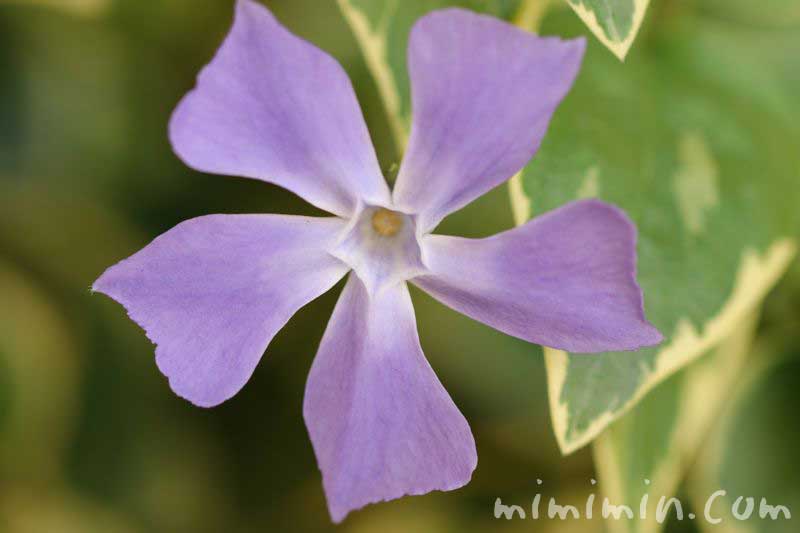 蔓日々草・紫の写真