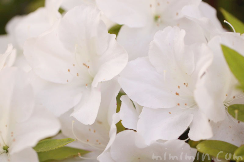 ツツジ（白）の花の写真