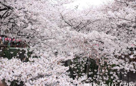 目黒川のお花見 2016の画像
