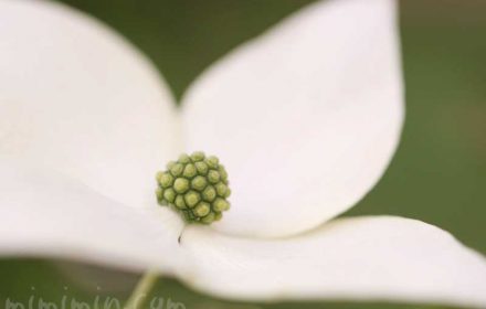 ヤマボウシの写真と花言葉と誕生花の画像