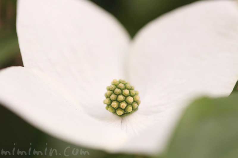 山帽子の花の写真・花言葉の画像