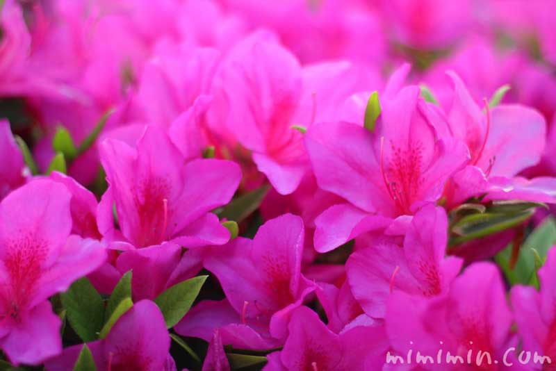 赤紫色のつつじの花の写真
