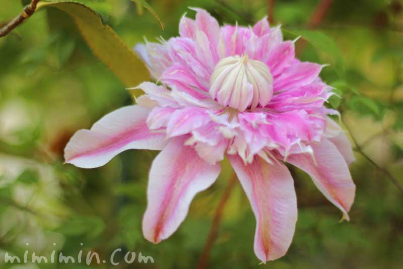 クレマチス・ジョセフィーヌの花の写真