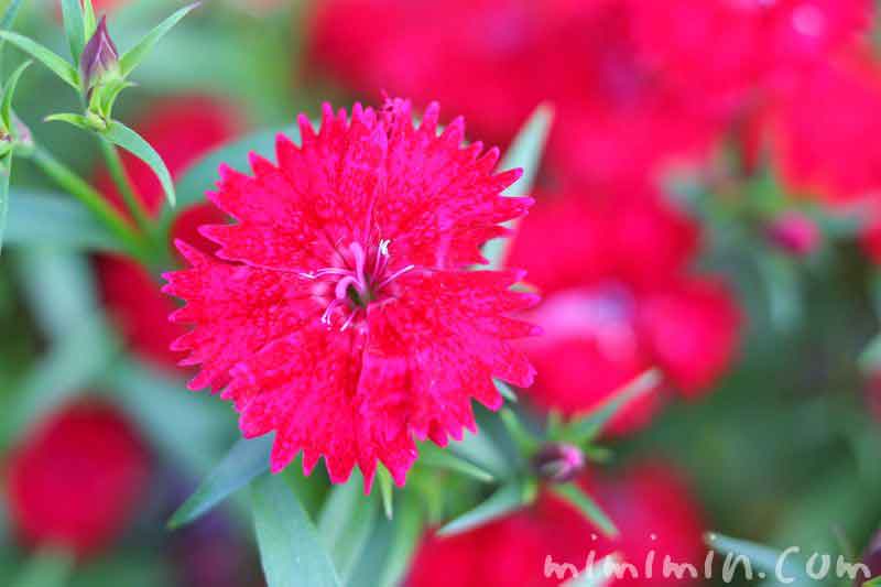 ナデシコ 撫子 別名 常夏 花の写真 花言葉 みみみんブログ