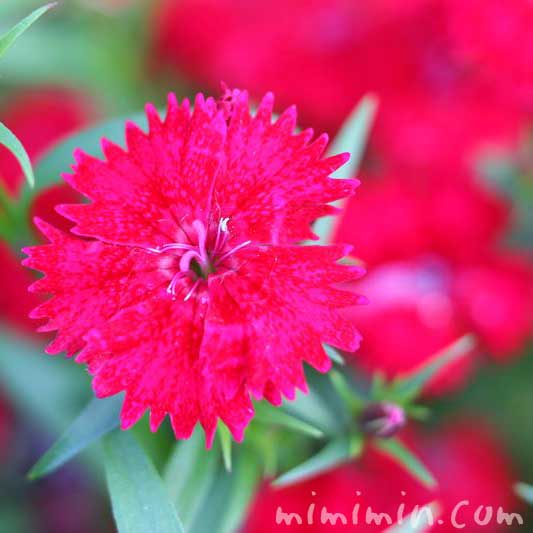 赤いナデシコ（撫子）の花の写真